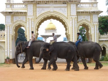 medium_mysore4.jpg